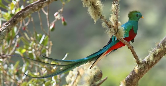 Image result for quetzal bird, panama